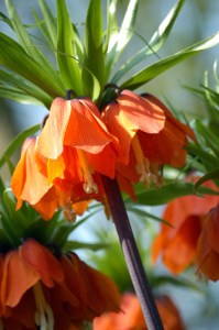 Fritillaria rubra.jpg